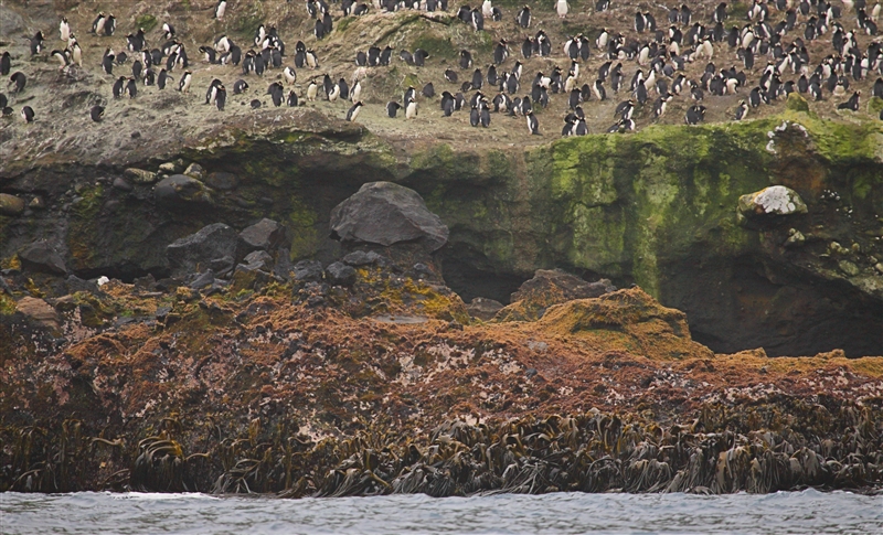 Antipodes 0714 m Erect Crested Penguin Eudyptes sclateri